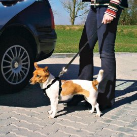 Szelki samochodowe dla psa - M 50-70cm